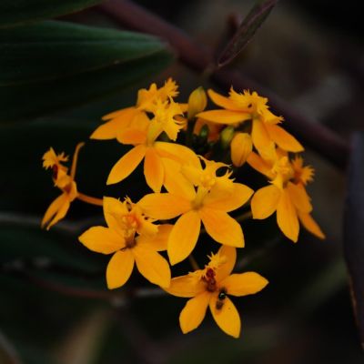Jardín Botánico San Jorge - Ibagué - orquideasea