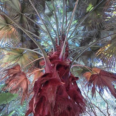 Jardín Botánico San Jorge - Ibagué - Palmaceae