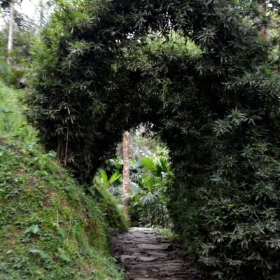 Corporación San Jorge - Ibagué - Poaceas