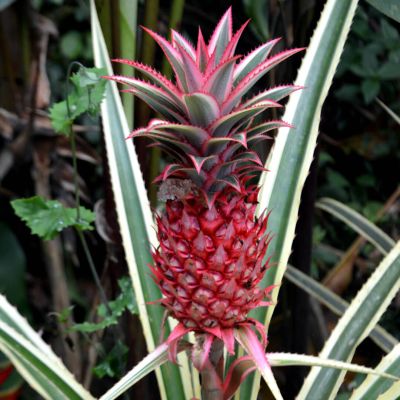 Corporación San Jorge - Ibagué - Bromelias